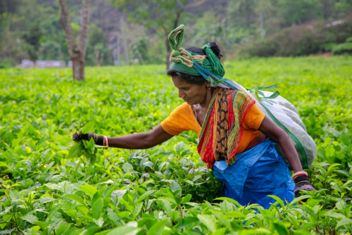 인도의 헌법을 겨냥한 극악무도한 공격
